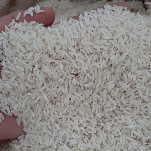 برنج طارم هاشمی محلی 1