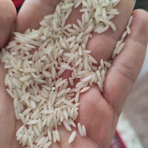 برنج   طارم هاشمی, برنج فریدونکنار.  مجلسی ده کیلویی( برنج غلامی) درجه یک عطری و خوش پخت