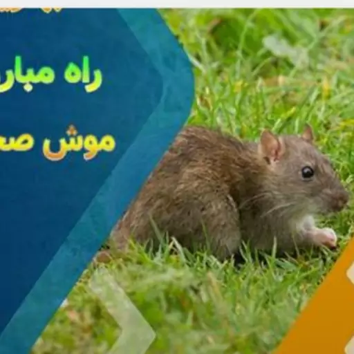 خمیر موش کش فوق العاده قوی آنی پیل وزن 50 گرم