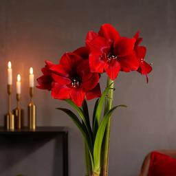 پیاز گل آماریلیس هلندی سایز درشت 