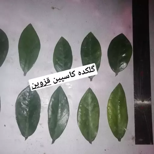 پک 20 عددی برگ بدون ریشه زاموفیلیا سبز