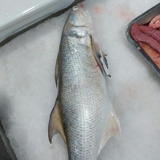 5کیلو ماهی راشگو 