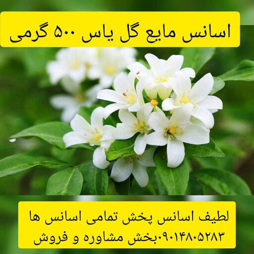 اسانس مایع گل یاس 500گرمی طعم دهنده قوی 