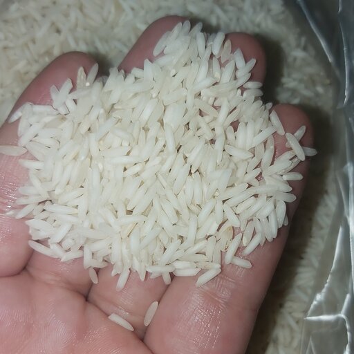 برنج طارم استخونی فریدون کنار  امساله تمام دانه کشت اول