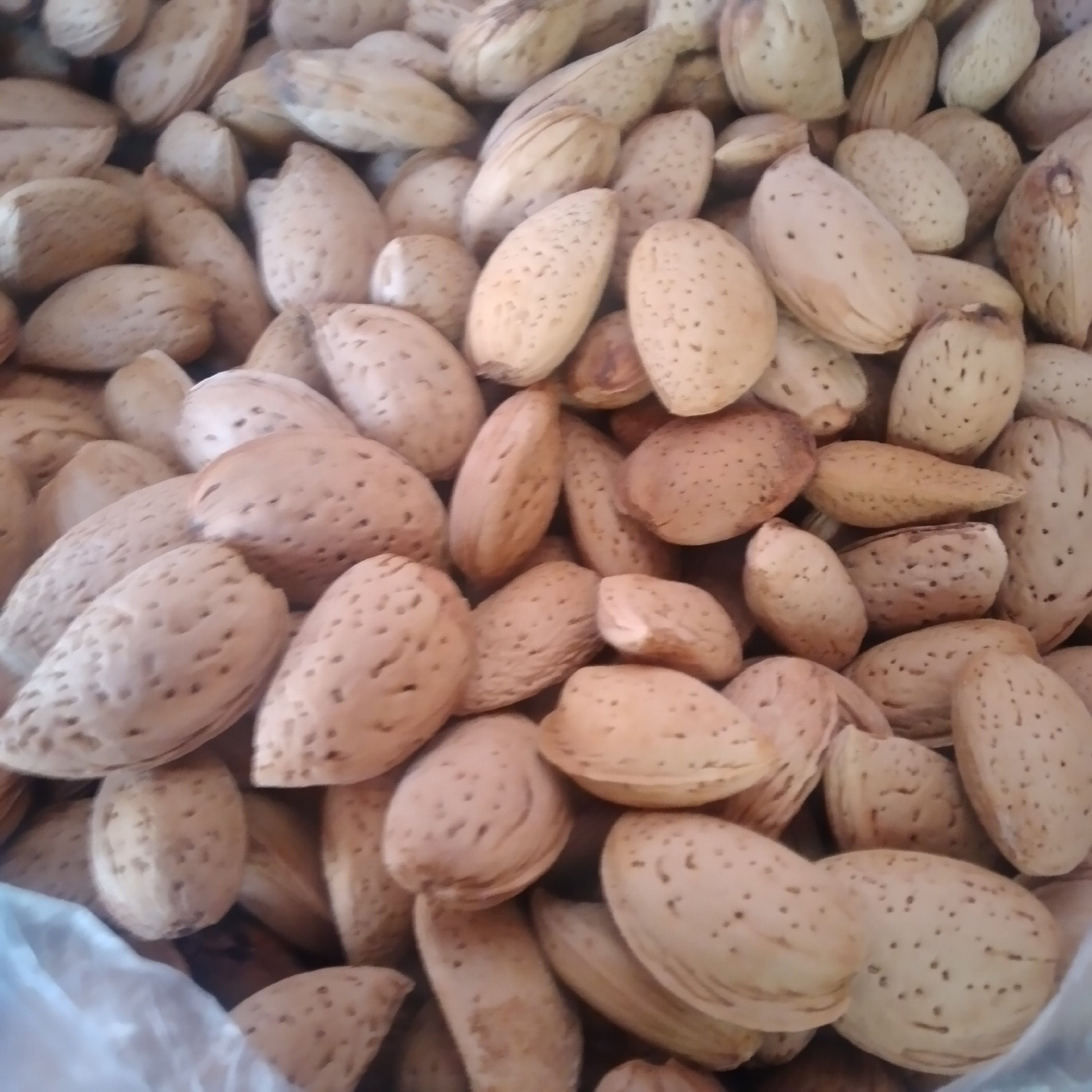 بادام سنگی 100 کیلویی