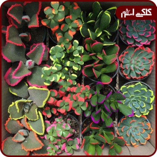 توضیحات تصویر