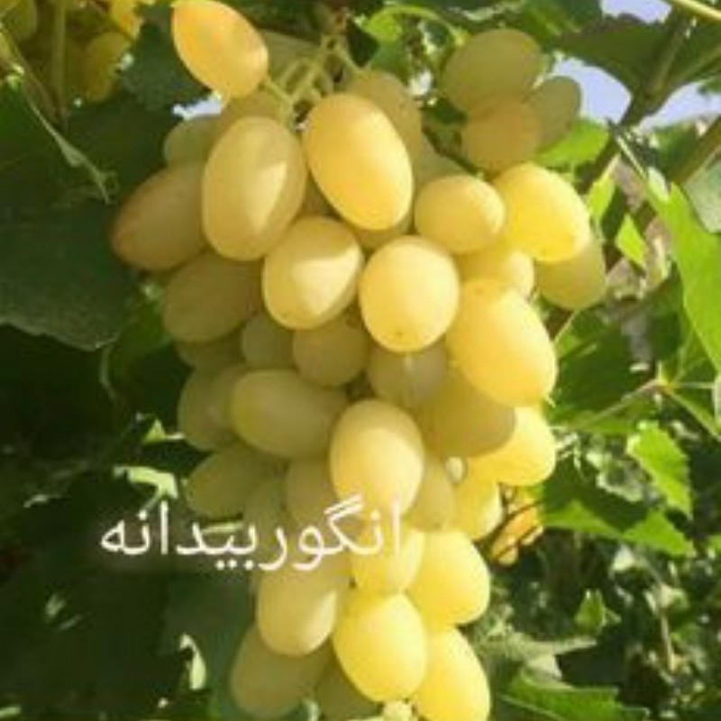 انگور بیدانه ( ارسال کمتر از پنج عدد امکان ندارد)