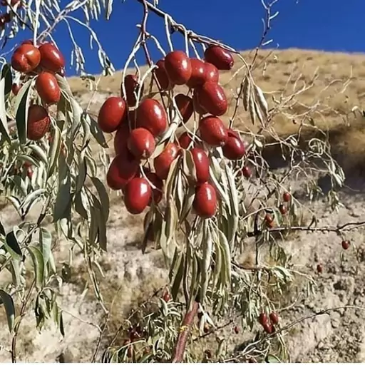 سنجد(ارسال کمتر از 5 عدد موجود نیست)