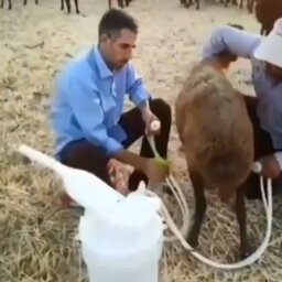 شیردوش دستی گوسفندی تلمبه ای بدون نیاز به برق 