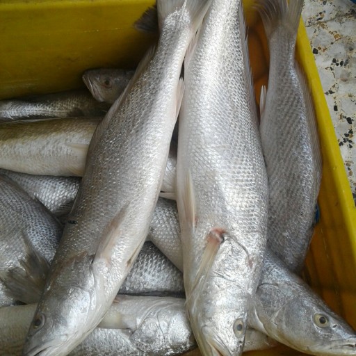 ماهی شوریده درجه یک صادراتی هندیجان