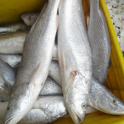 ماهی شوریده درجه یک صادراتی هندیجان