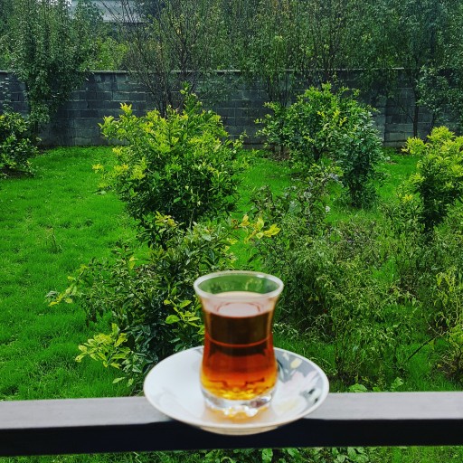 چای بهاره لاهیجان