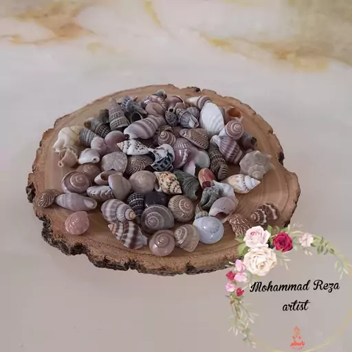 صدف مخلوط(  حلزونی گوش ماهی و سوزنی) بسته 100 گرمی