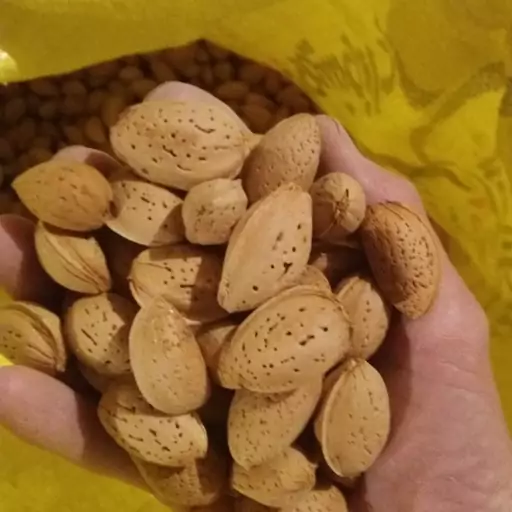 بادام سنگی تجاری صادراتی (800گرمی) تازه امسالی بدون یک دانه بادام تلخه  