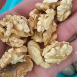 گردو تازه