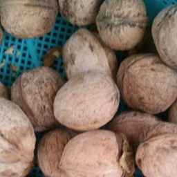گردو تازه