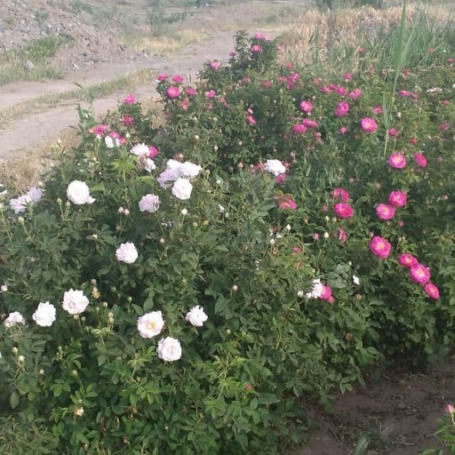 نهال گل محمدی سفید دو عددی