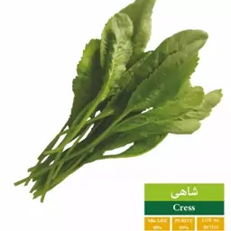 بذر شاهی بذر طلایی رویان (یک بسته)