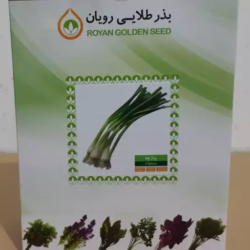 بذر پیاز چه بذر طلایی رویان (یک بسته)