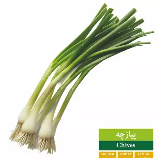 بذر پیاز چه بذر طلایی رویان (یک بسته)