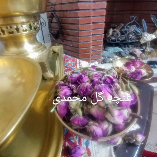 غنچه گل محمدی