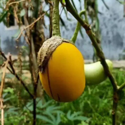 بذر بادمجان زرد دلمه ای