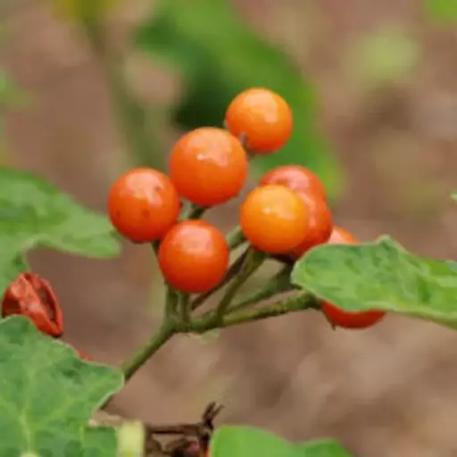 بذر بادمجان نارنجی نخودی