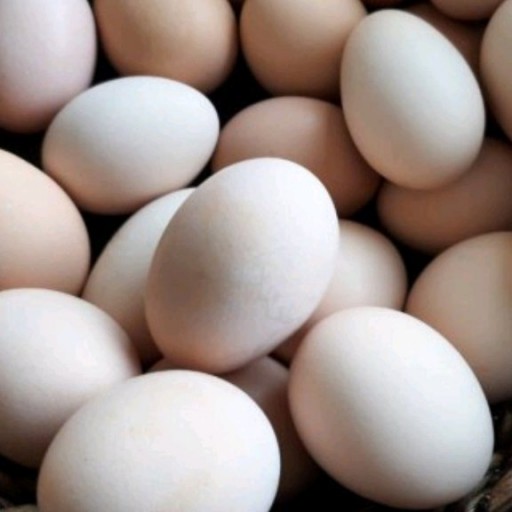 تخم مرغ محلی(10 عددی)