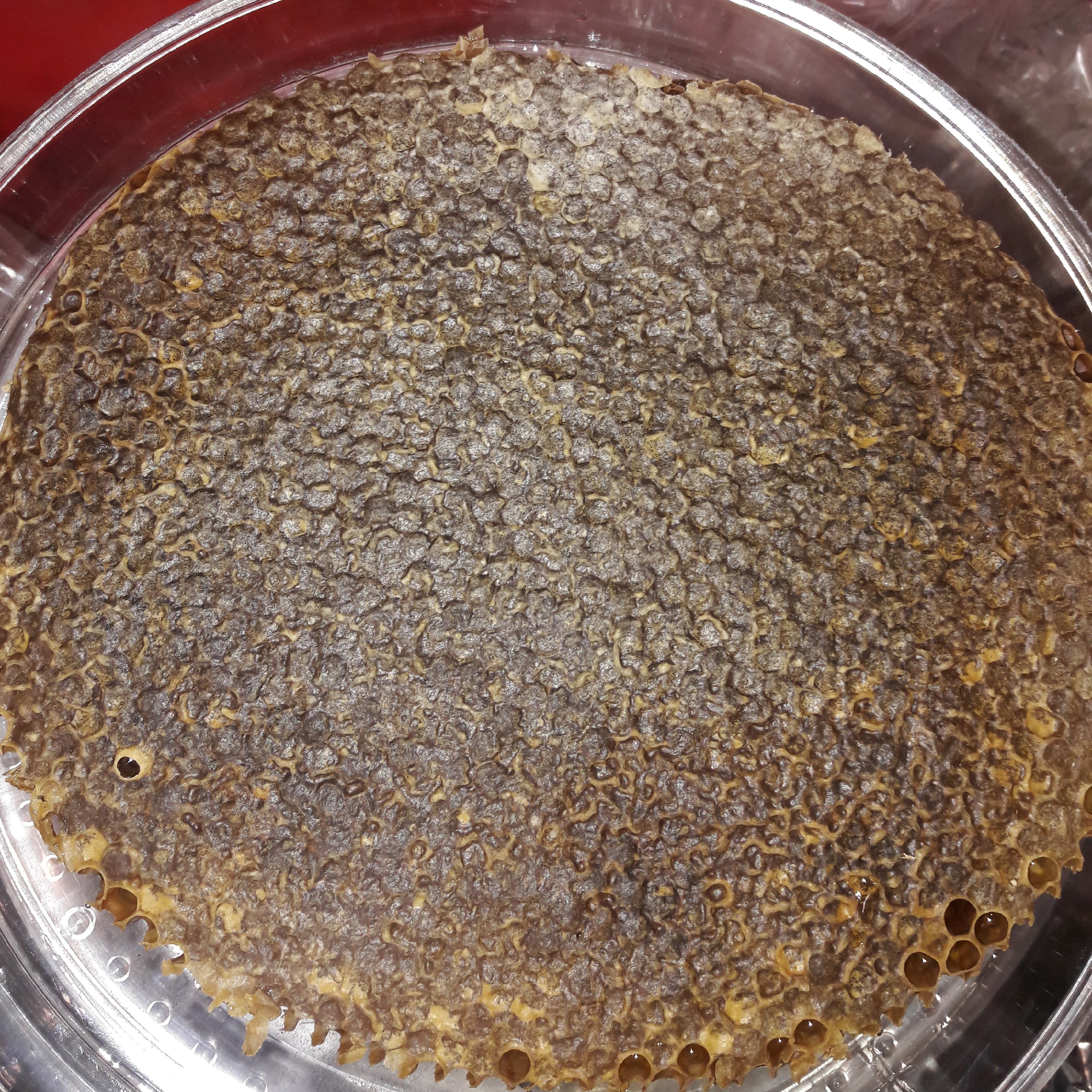 عسل موم دار گون