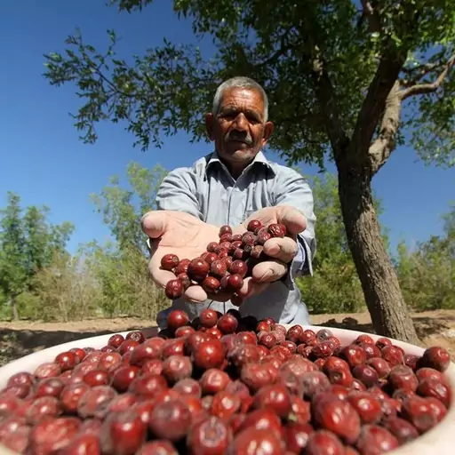 عناب خوشمزه 800 گرمی گوشتی مستقیم از خراسان جنوبی