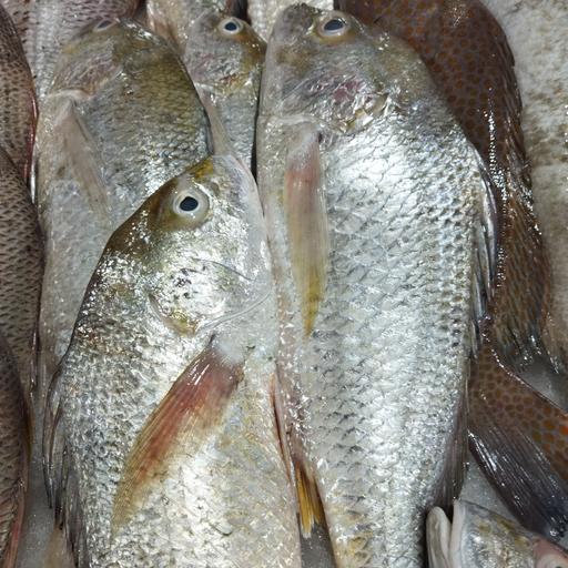 ماهی سنگسر صید روز وزن تقریبی هر ماهی بالای 1کیلو