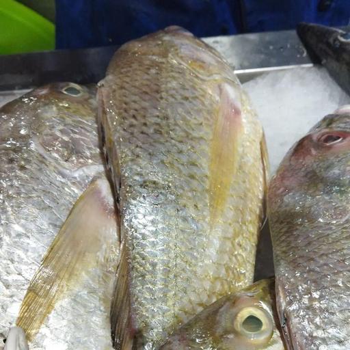 ماهی سنگسر صید روز وزن تقریبی هر ماهی بالای 1کیلو