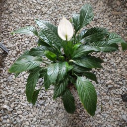 اسپاتی فیلیوم، از انواع گیاهان آپارتمانی، برگهای سبز تیره و گل‌های سفید شیپوری
