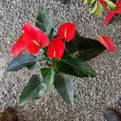 آنتوریوم قرمز، گیاه گلدار آپارتمانی، برگهای سبز و گل‌های قرمز