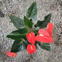 آنتوریوم قرمز، گیاه گلدار آپارتمانی، برگهای سبز و گل‌های قرمز