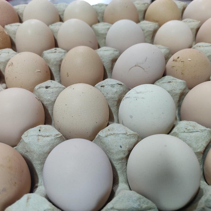 تخم مرغ رسمی محلی تازه و درشت و عالی