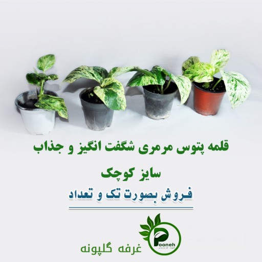 پتوس مرمری سایز کوچک