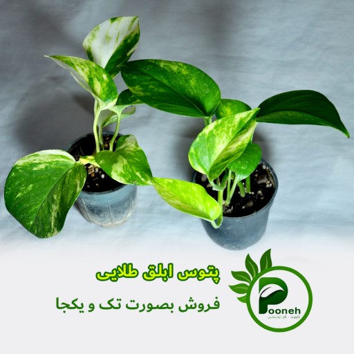 پتوس ابلق طلایی سایز کوچک