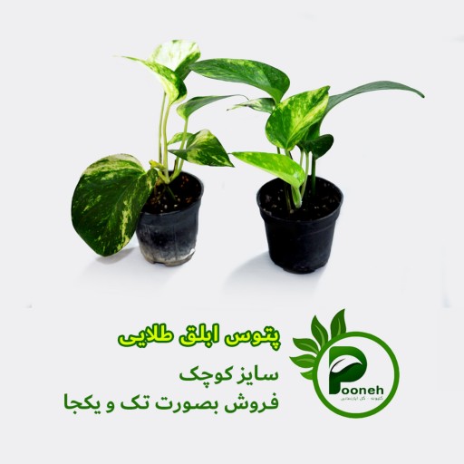 پتوس ابلق طلایی سایز کوچک