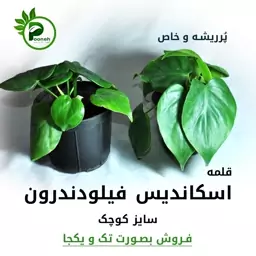 اسکاندیس قلبی خاص و کمیاب سایز کوچک