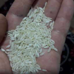 برنج ایرانی  عنبربو