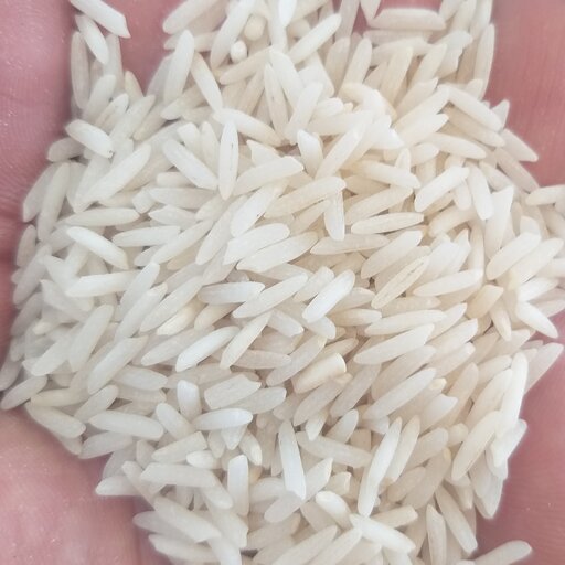 برنج  ایرانی طارم خوشپخت و پر محصول