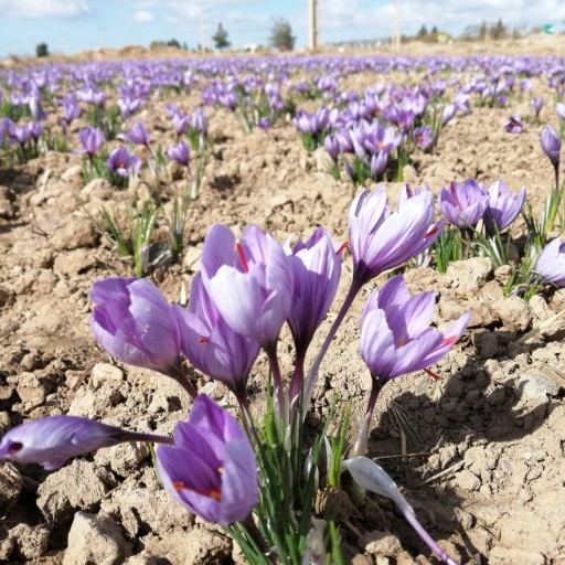 زعفران سرگل 4 گرمی قوطی