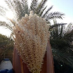 گرده نخل