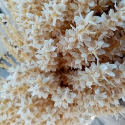 گرده نخل