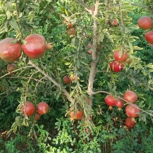 رب انار غلیظ خانگی (500 گرمی)