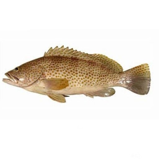 ماهی  هامور