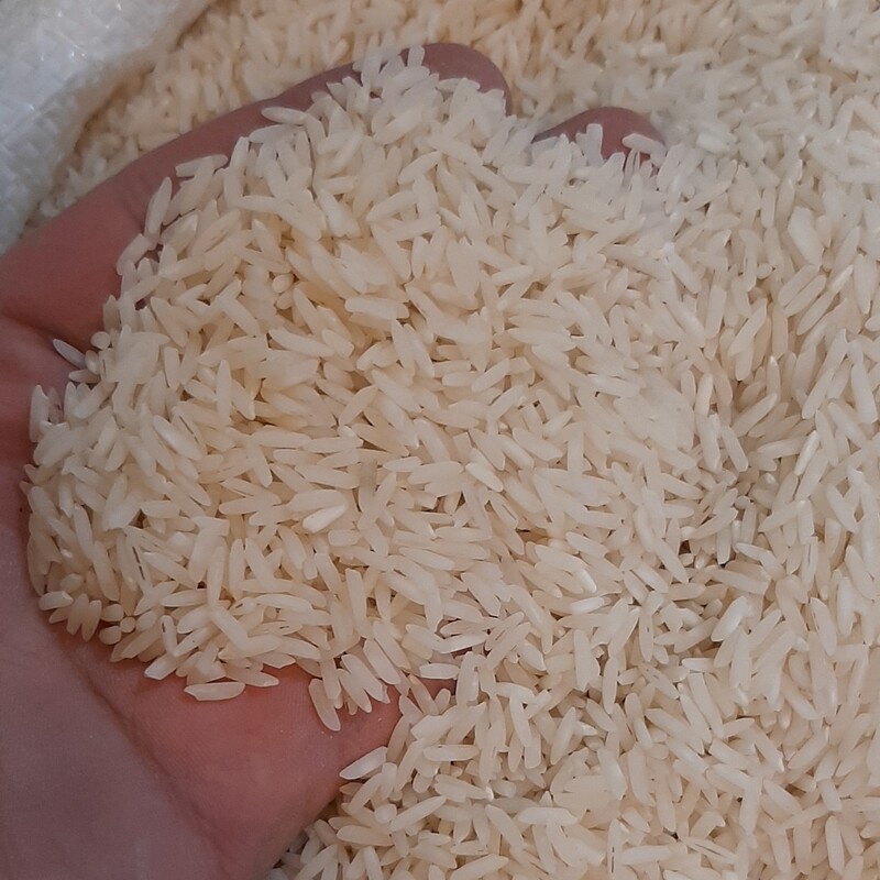 برنج شیرودی طارم خوشپخت درجه 1 فریدونکنار  10 کیلویی با ری و قد کشی عالی 