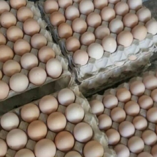 تخم مرغ رسمی  گلپایگان30عددی,ارسال رایگان