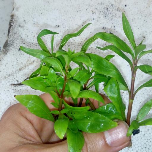 گیاه آبزی آکواریوم پلنت هیگروفلیا سبز Hygrophila sp bold پک 4 شاخه 